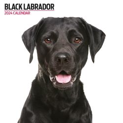 Black Labrador Calendar