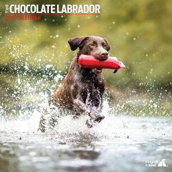 Chocolate Labrador Calendar