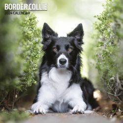 Border Collie Calendar Traditional