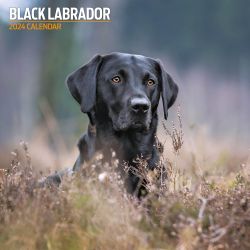 Black Labrador Traditional Calendar