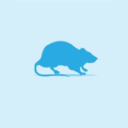 Monkfield Rat, Small, 5 Pack