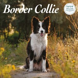 Border Collie Deluxe Calendar