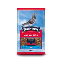 Buckton Pigeon Young Bird