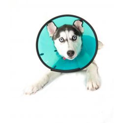 Pet Innovations Smart Collar Size 4
