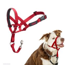 Dog Collars Training