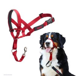 Dog Collars Training