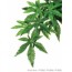 Exo Terra Silk Abuliton Plant